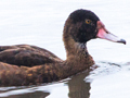 Rosy-billed Pochard